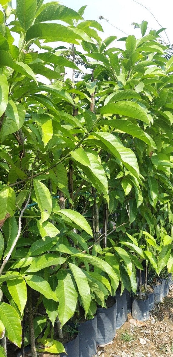 WHITE CHAMPACA/ Michelia Alba Tree. Cây Hoa Ngọc Lan Trắng