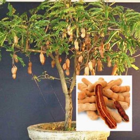 SWEET THAI TAMARIND Tree. (Tamarindus indica)