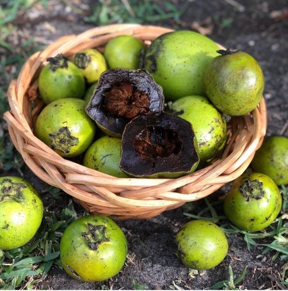 Black SAPOTE Fruit Tree- MATT SNOW Variety