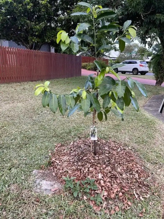 Black SAPOTE Fruit Tree- MATT SNOW Variety