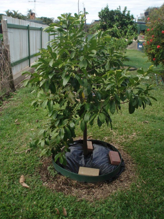 Black SAPOTE Fruit Tree- MATT SNOW Variety