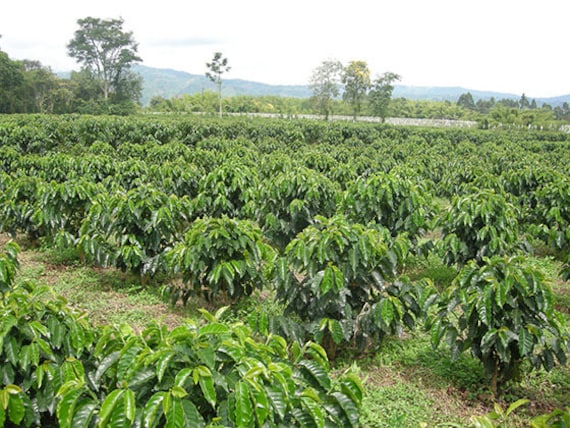 COFFEE Bean Plant-ARABICA