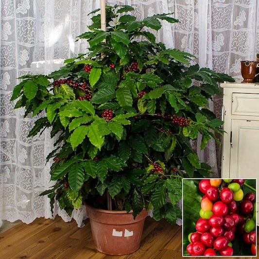 COFFEE Bean Plant-ARABICA