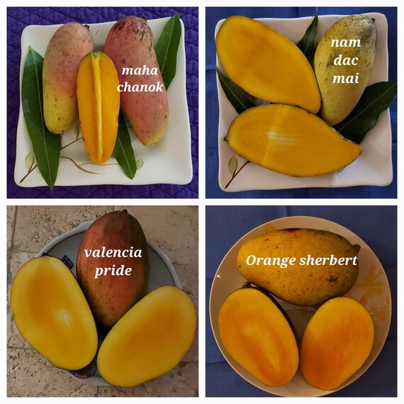 ORANGE SHERBET MANGO Tree