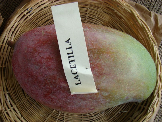 LANCETILLA Mango Tree
