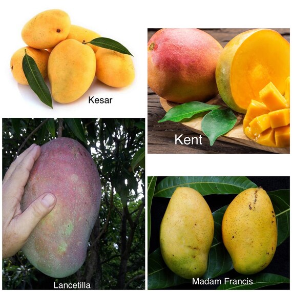 LANCETILLA Mango Tree