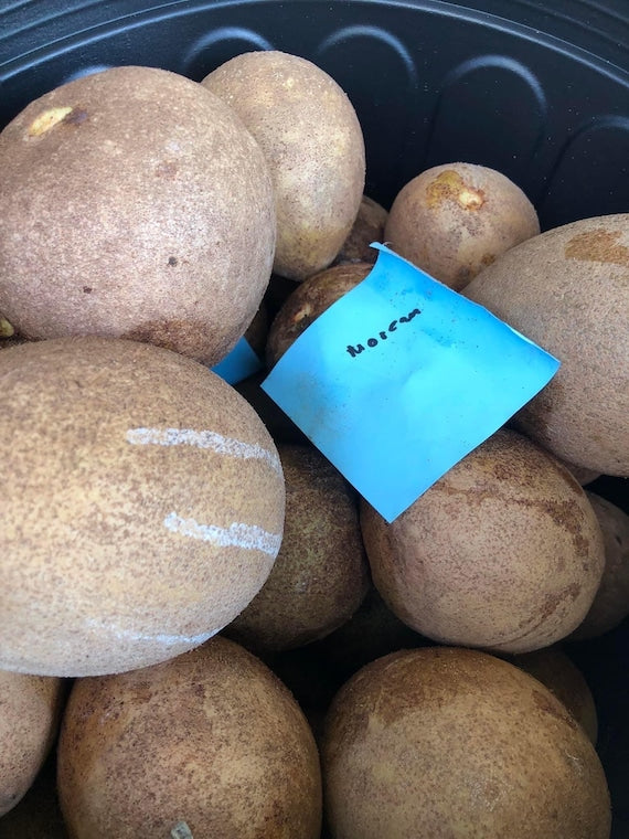 MORENA SAPODILLA (Manilkara zapota)
