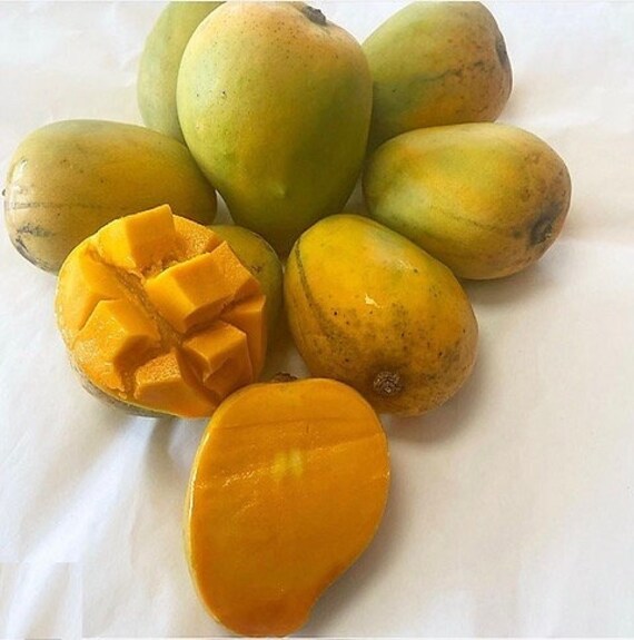 SWEET TART Mango Tree