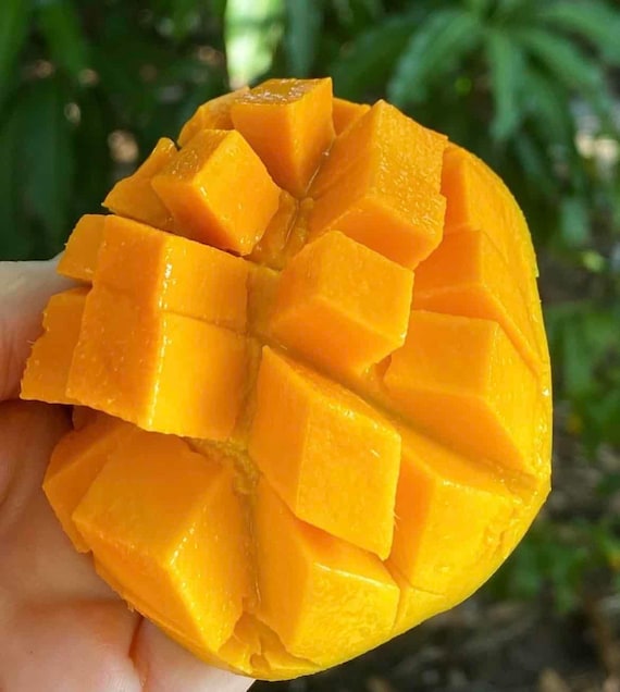 SWEET TART Mango Tree