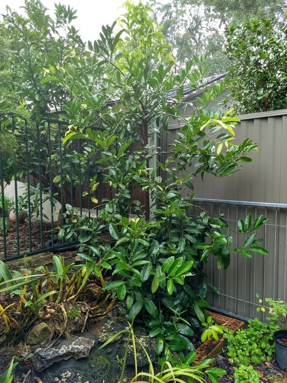 Black SAPOTE Fruit Tree- MATT SNOW Variety