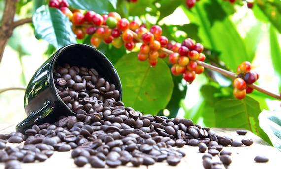 COFFEE Bean Plant-ARABICA
