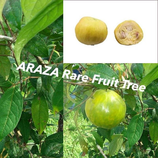 ARAZA/ Araza-boi/ Eugenia Stipitata
