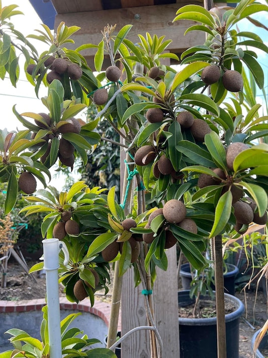 MORENA SAPODILLA (Manilkara zapota)
