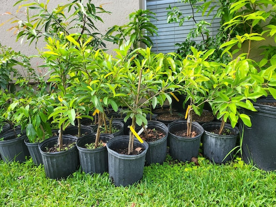 MORENA SAPODILLA (Manilkara zapota)