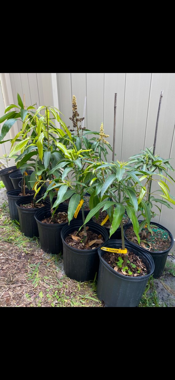 LEMON ZEST Mango Tree