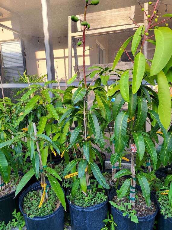 LEMON ZEST Mango Tree