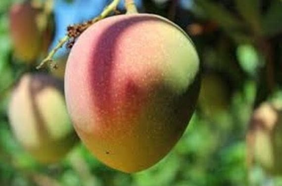 FLORIGON Mango Tree