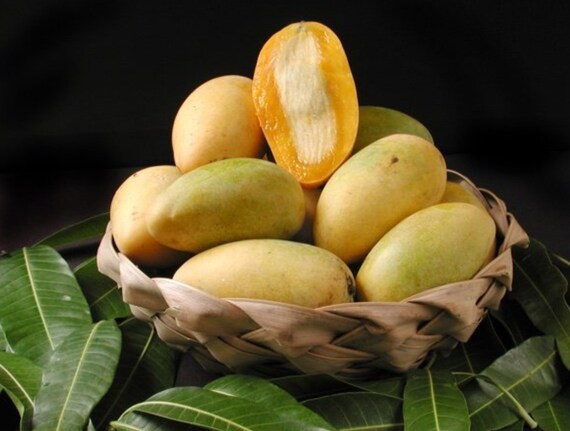 LEMON MERINGUE (Po Pyu Kalay) Mango Tree