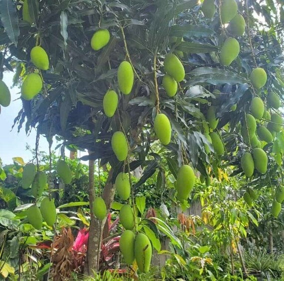 LEMON MERINGUE (Po Pyu Kalay) Mango Tree