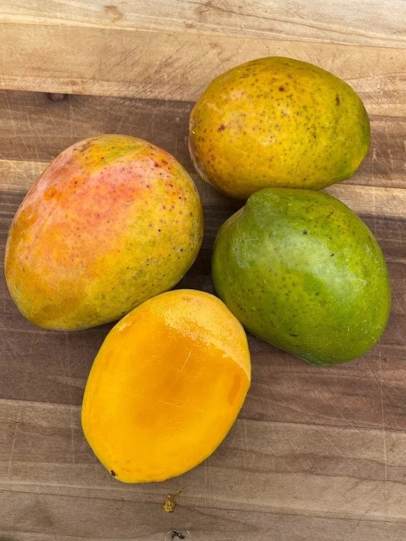 UGLY BETTY Mango Tree
