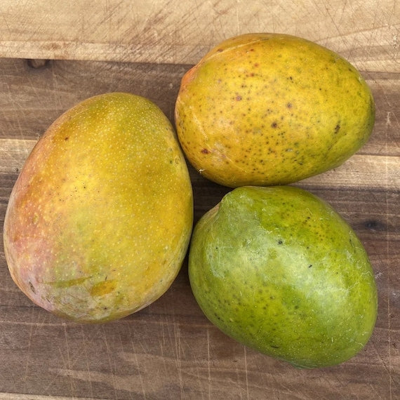 UGLY BETTY Mango Tree