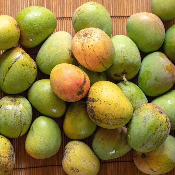 UGLY BETTY Mango Tree