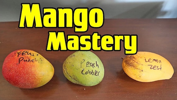 PEACH COBBLER Mango Tree