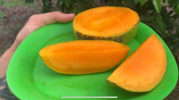 PEACH COBBLER Mango Tree