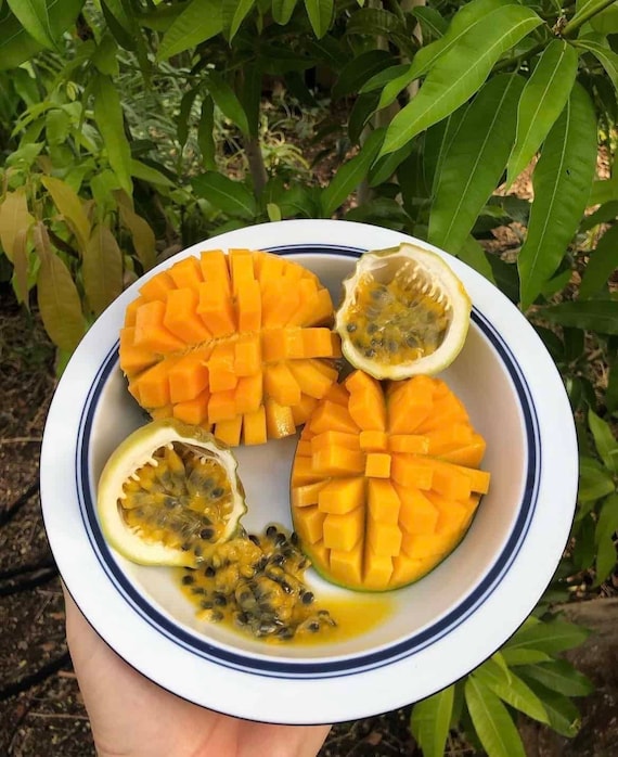 PEACH COBBLER Mango Tree