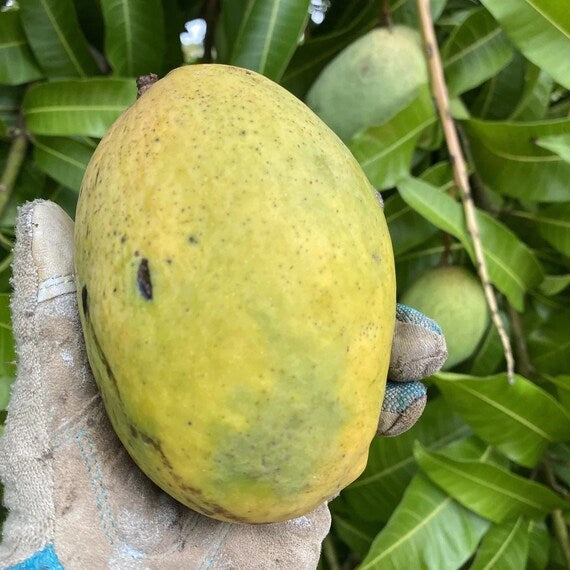 BUTTERCREAM Mango Tree