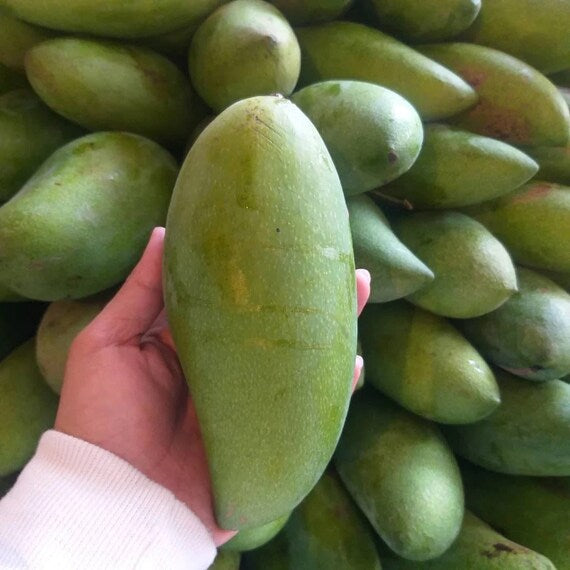 FALAN Thai DWARF Mango Tree