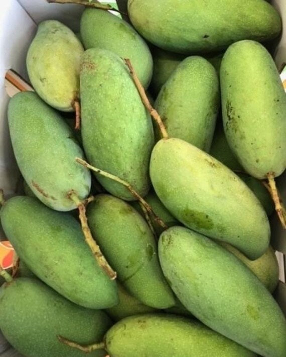 FALAN Thai DWARF Mango Tree