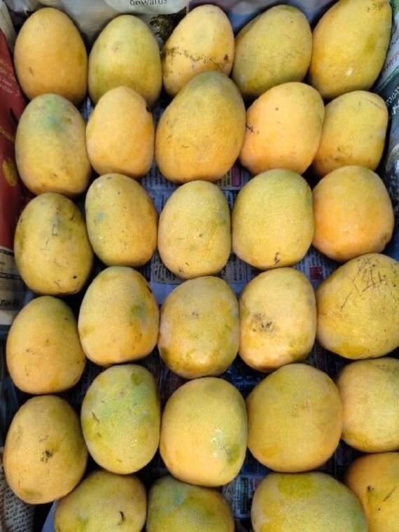 HIMSAGAR Indian Mango Tree