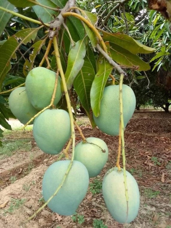 HIMSAGAR Indian Mango Tree