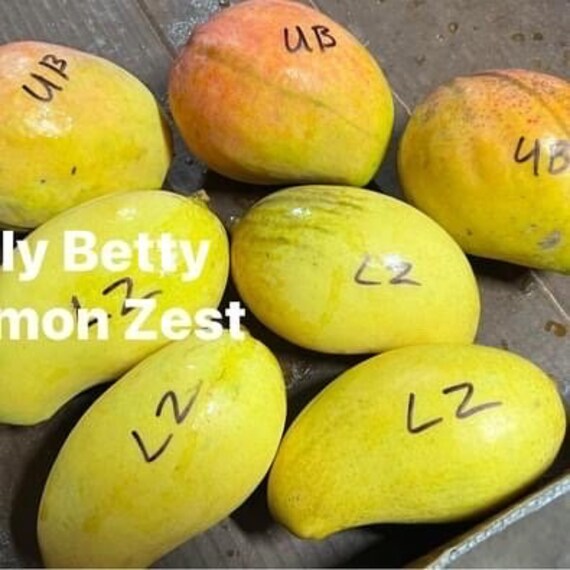 LEMON ZEST Mango Tree