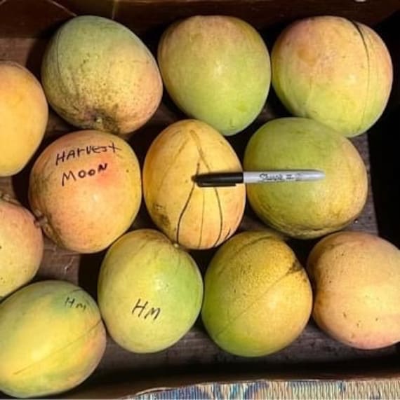 HARVEST MOON Mango Tree