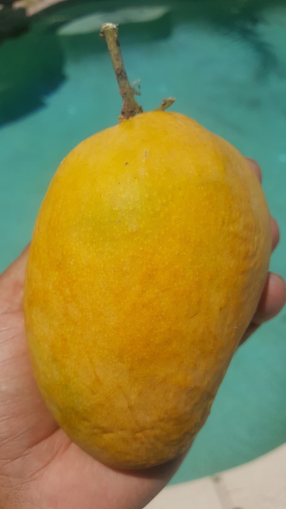 EDWARD Mango Tree