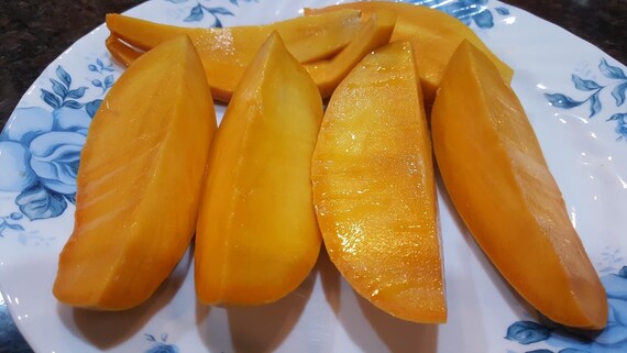 EDWARD Mango Tree