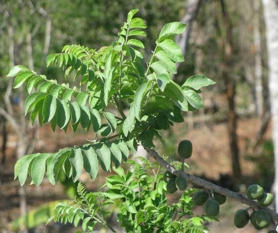 RED HOG PLUM/Spainish Plum/Red Mombin/Purple Mombin/Jocote Rojo/Ciruela Tree