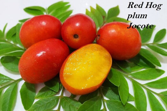 RED HOG PLUM/Spainish Plum/Red Mombin/Purple Mombin/Jocote Rojo/Ciruela Tree