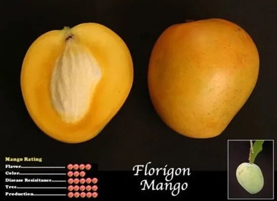 FLORIGON Mango Tree