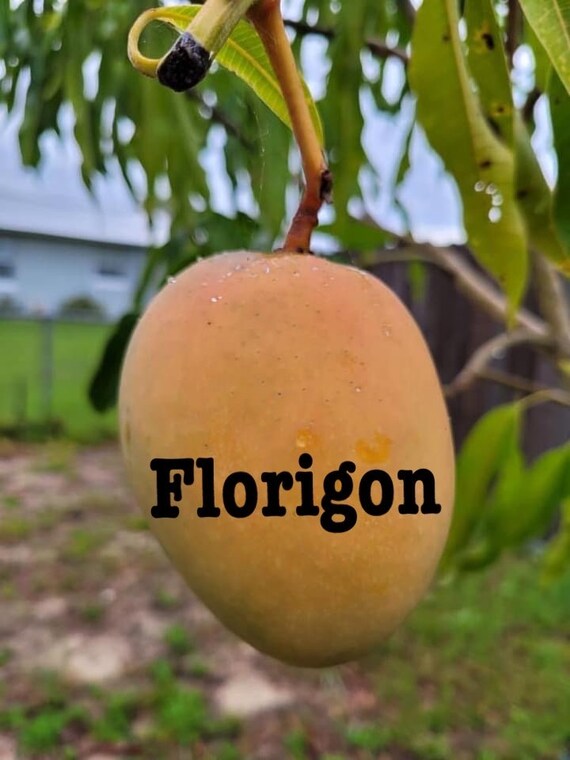 FLORIGON Mango Tree