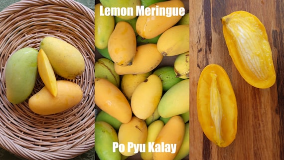 LEMON MERINGUE (Po Pyu Kalay) Mango Tree