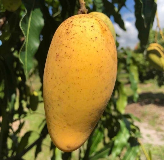 LEMON MERINGUE (Po Pyu Kalay) Mango Tree
