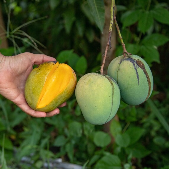 UGLY BETTY Mango Tree