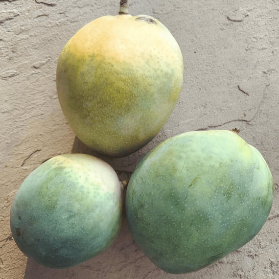 PEACH COBBLER Mango Tree