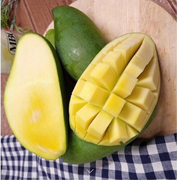 FALAN Thai DWARF Mango Tree