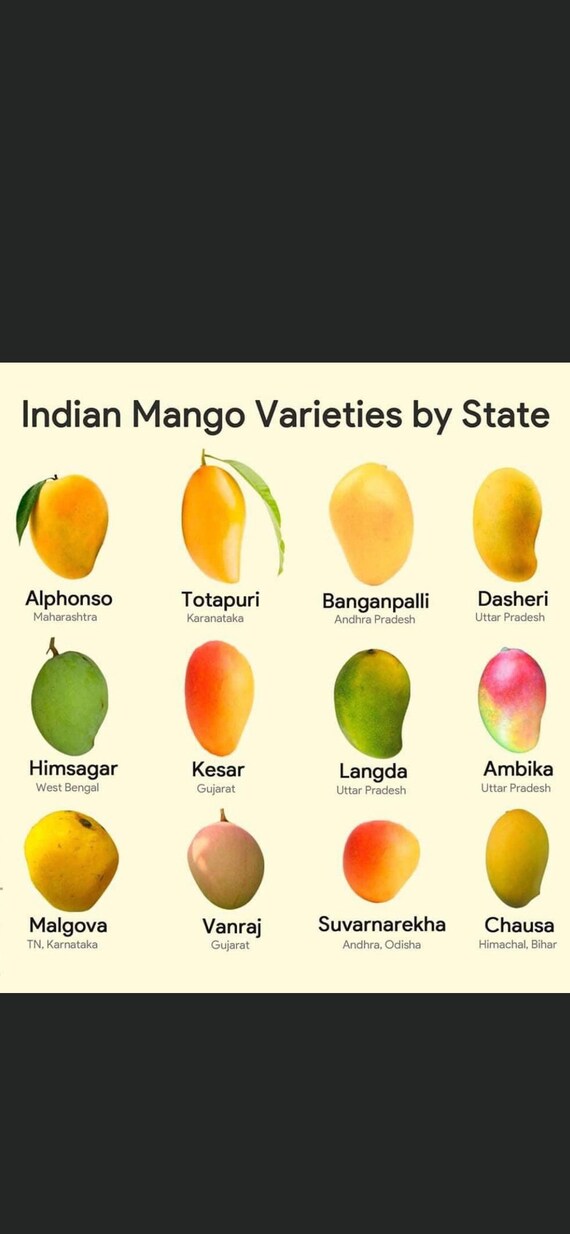 HIMSAGAR Indian Mango Tree