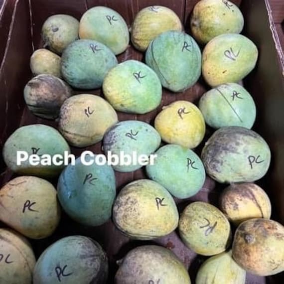 PEACH COBBLER Mango Tree