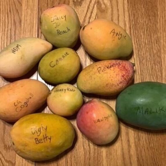 UGLY BETTY Mango Tree